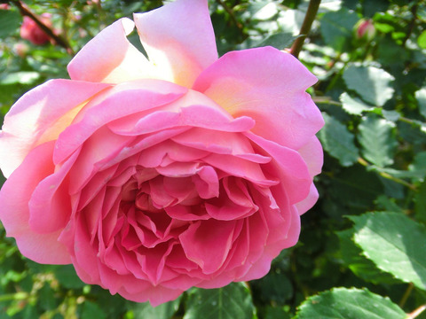 ジュビリー　セレブレーション0296