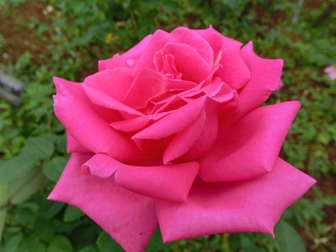 フラグラント　レディーsCIMG4919