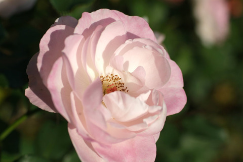 はなぼんぼり　花ぼんぼりsDSCF0497