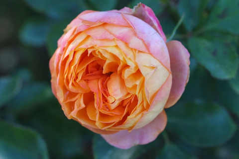 ベビー　ロマンティカsDSCF8511