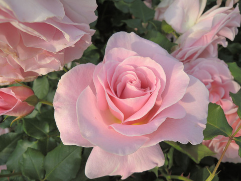 ピンク　フレンチレース4121