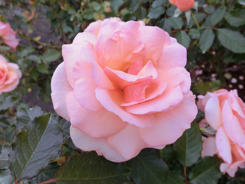 フレグラント　アプリコットsCIMG7352