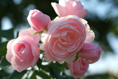 ハンス　ゲーネバインsDSCF0588