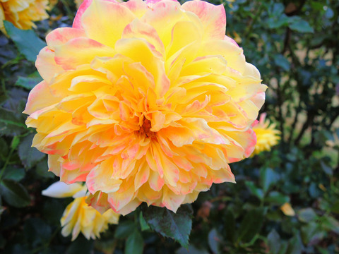 ファイアーワークス　ラッフルsDSCN9838