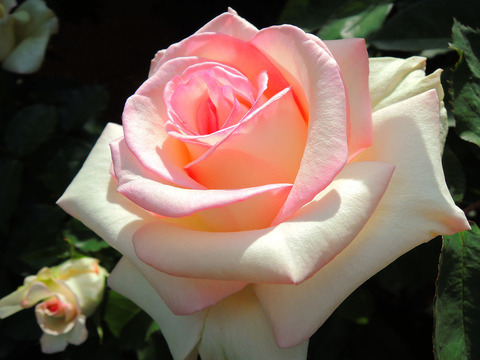 はつこい　初恋sDSCN5417