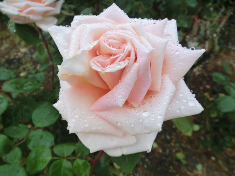 プリンセス　タカマツsCIMG6470