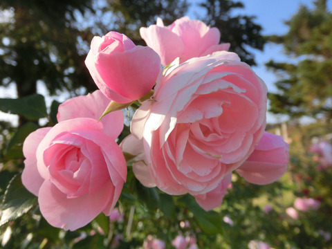 ハンス　ゲーネバインsCIMG8192