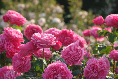 サー　エドワード　エルガー