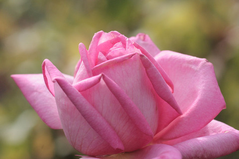 ウェディング　ベルズsIMG_4416