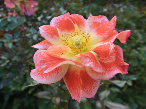 ホット　ファイアー5213