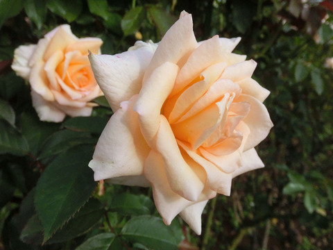 バニラ　パフュームsCIMG7247