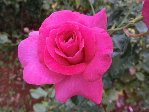 マヌウ　メイアンsCIMG7438