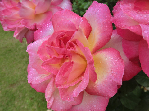 カリフォルニア　ドリーミングsCIMG6031