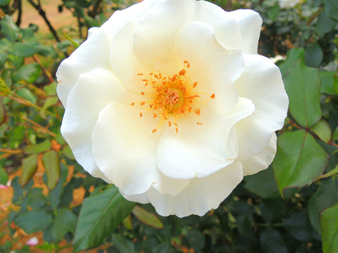 ホワイト　マジックsDSCN6597