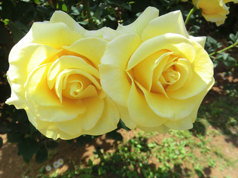 グレイスランド1440