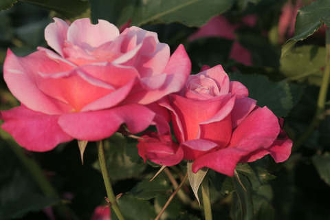 プリンセス　チチブ5300