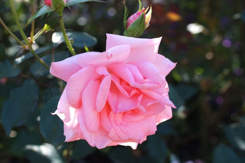 プリンセス　アイコsDSCF8136