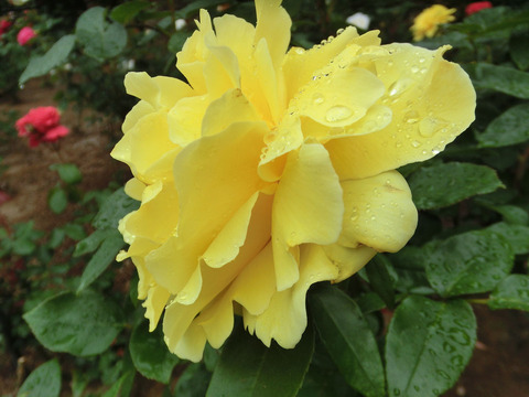 ドフト　ゴールドsCIMG6330