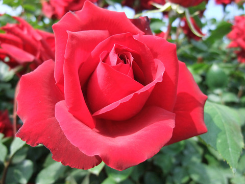 ねつじょう　熱情9321