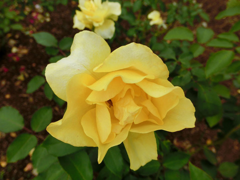 ゴールデン　メダイヨンsCIMG5119