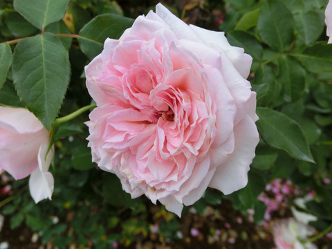 はるの　春乃　（はるの）sCIMG7284