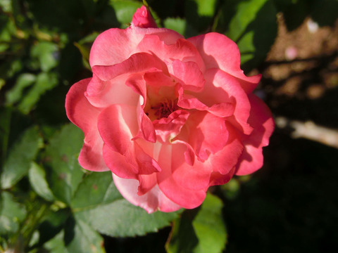 さくらがすみ　桜霞　（さくらがすみ）sCIMG6659