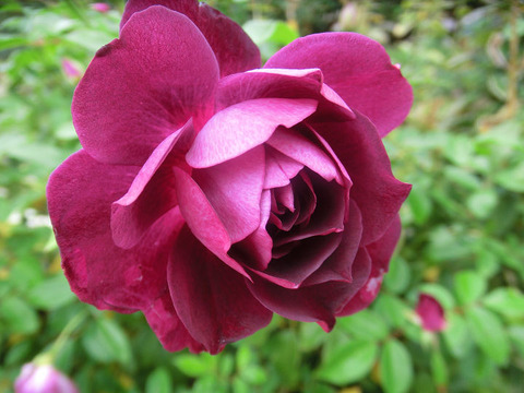 バーガンディ　アイスバーグ5111