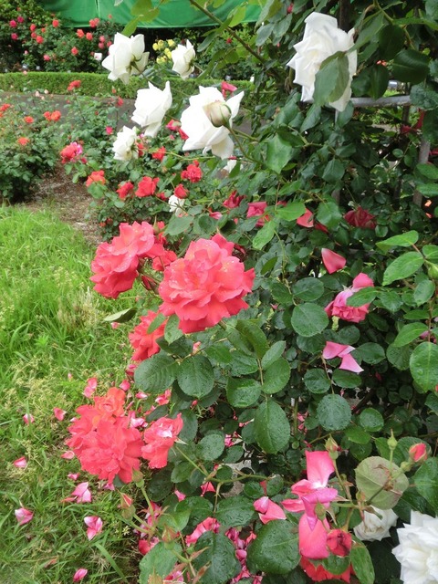 ほのおのなみ　焔の波　（ほのおのなみ）sCIMG5937