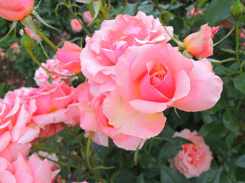 トーナメント　オブ　ローゼズsDSCN6844