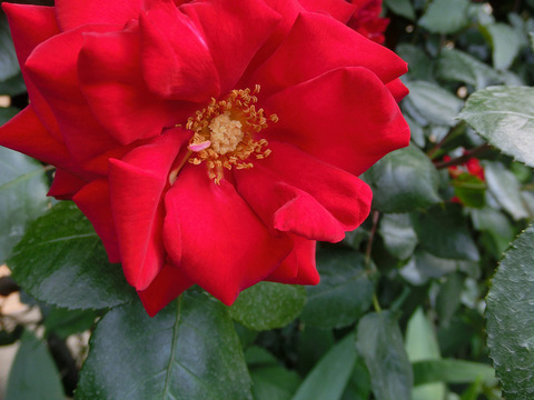 エクスプルワsCIMG3821