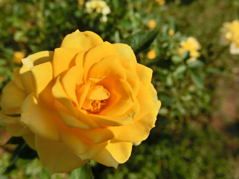 サン　スプリンクルズ6833