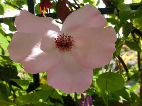 デンティ　ベスsCIMG5053