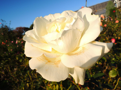 ホワイト　マスターピース6503