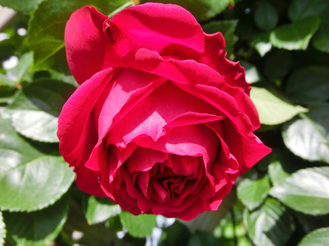 ルージュ　ピエール　ドゥ　ロンサールsCIMG4918