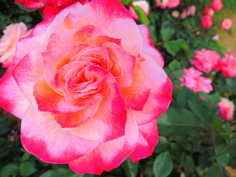 アブラカダブラsDSCN5033