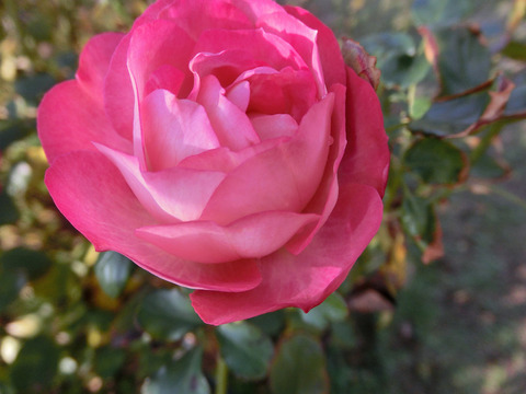 アクロポリス　ロマンティカsCIMG8899