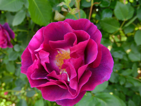 マジェンタ　スカイsCIMG5075