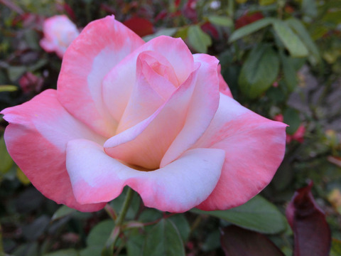 ジェミニsCIMG6957