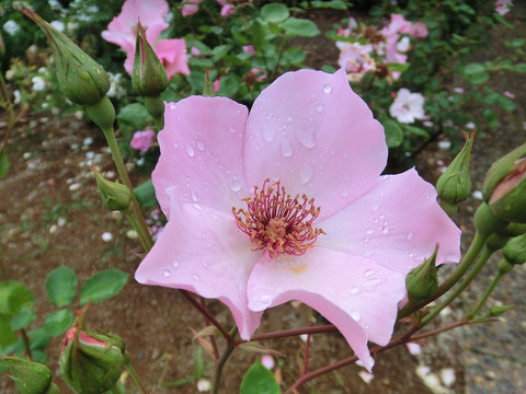 デンティ　ベスsCIMG6325