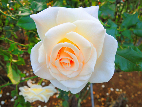 フレンチ　レースsDSCN9207