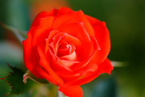 ラッキー　ダック5275