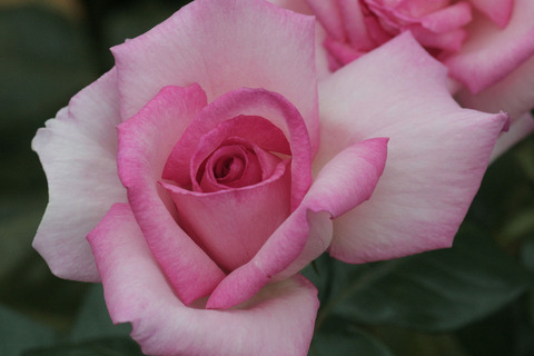 ウィミィsIMG_6666