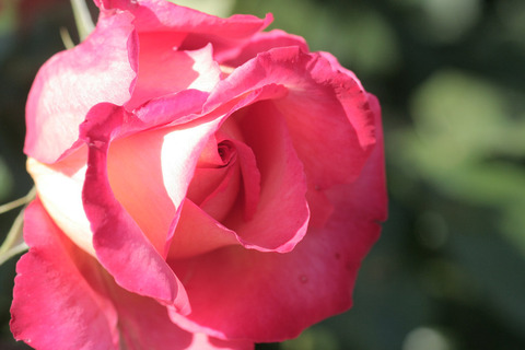 さいうん　彩雲5870