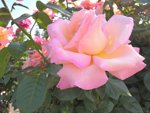 シカゴ　ピース3713