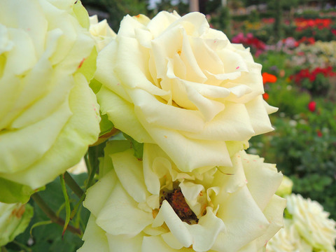 ミントティsDSCN7302