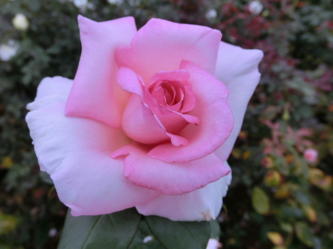 ウィミィsCIMG6970