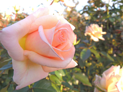 バニラ　パフューム7009