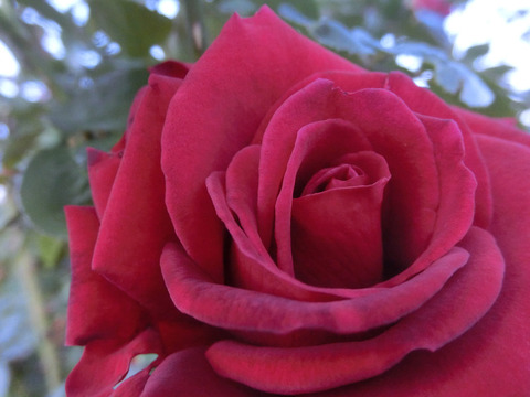 コンラッド　ヘンケルsCIMG8335