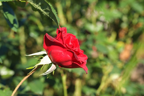 シュワルツ　マドンナsDSCF9861