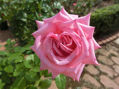 ウェディング　ベルズsCIMG6371